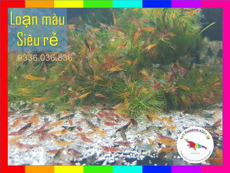 Combo 20 tép loạn màu nhiều màu sắc siêu rẻ, trang trí hồ thủy sinh