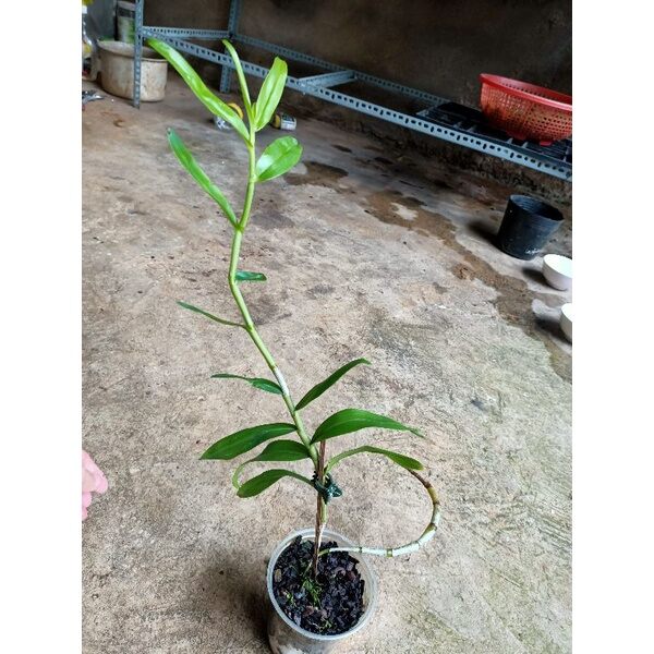 Lan hoàng thảo kèn Lai Châu ( cây giống)