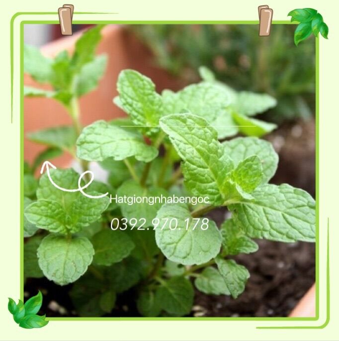 Hạt Giống Bạc Hà Chanh Sả Lemon Balm