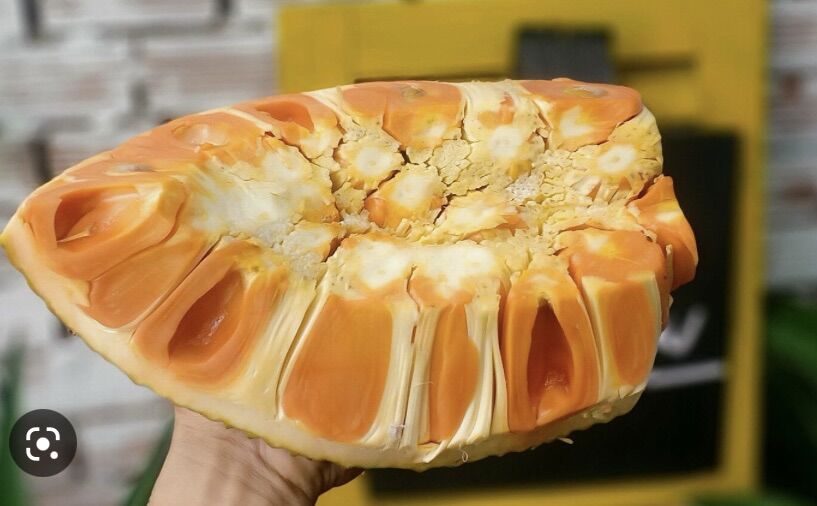 Mít ruột đỏ sơ vàng cây giống