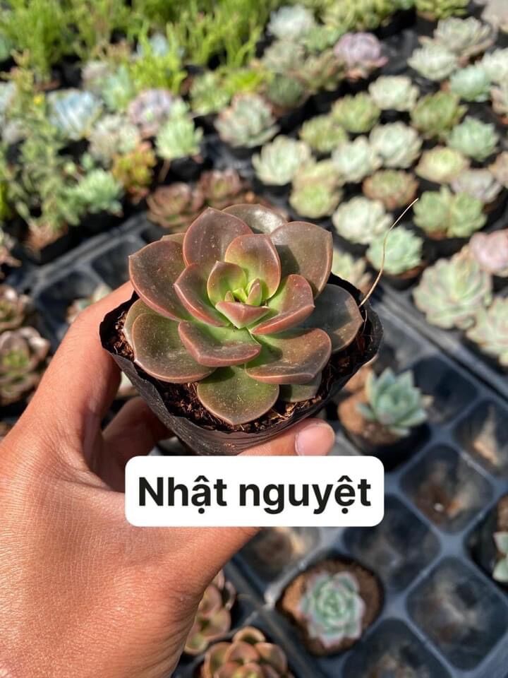 Sen đá nhật nguyệt size bầu 3-5cm xuất vườn đà Lạt