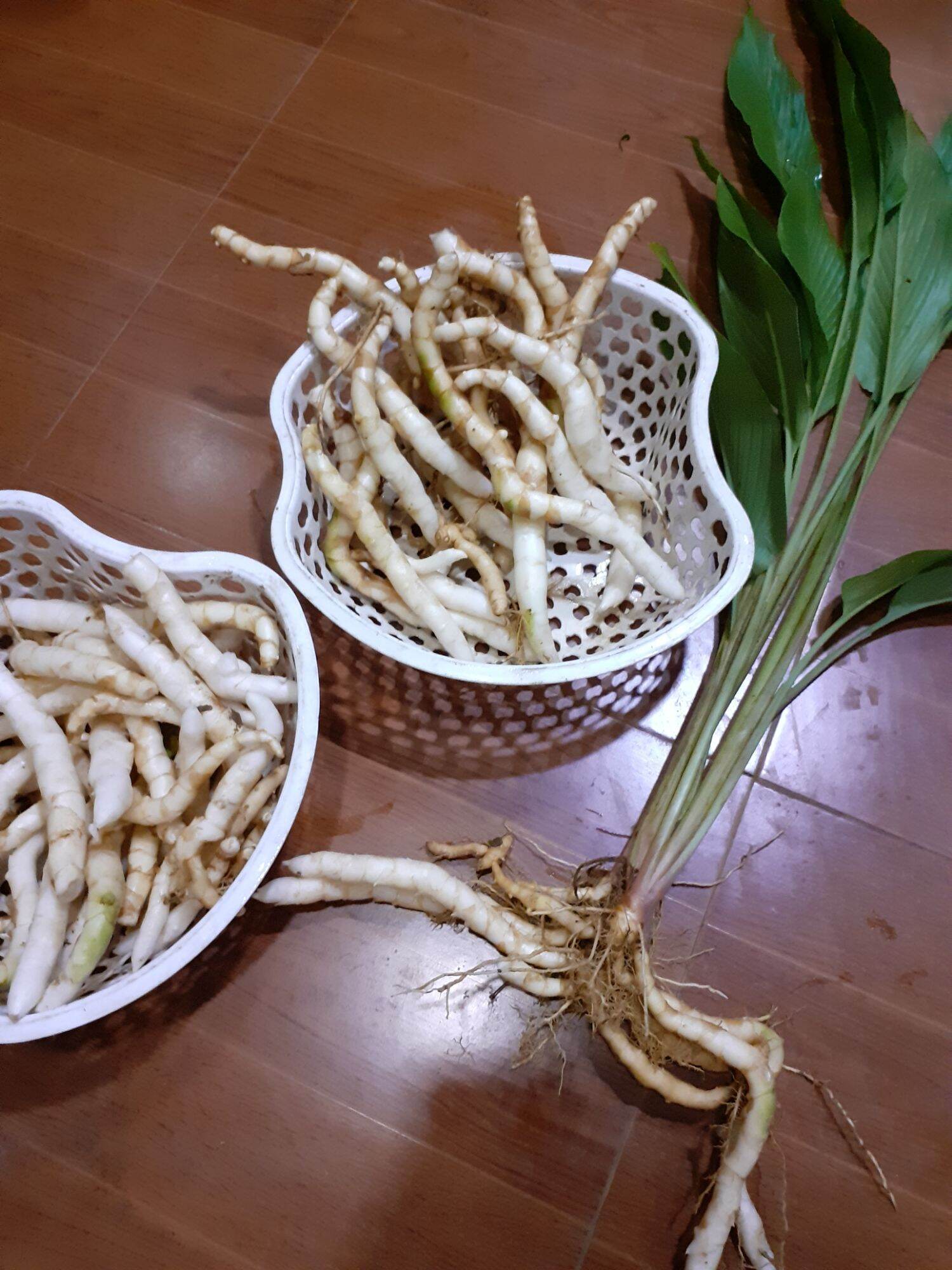 củ ngải trắng chuẩn 100%,500g
