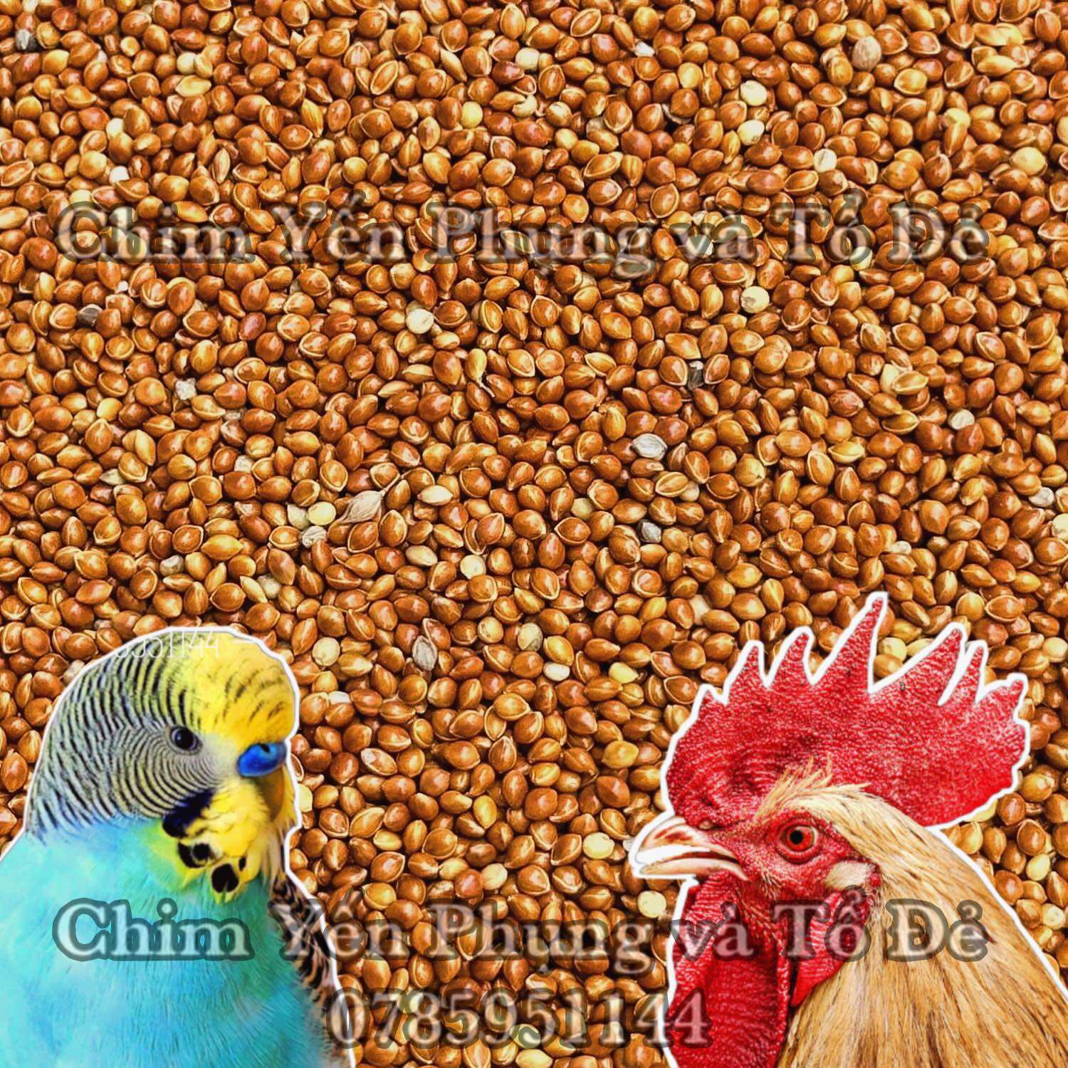 2kg kê đỏ hạt to (kê bóng đỏ) thức ăn: Gà Kiểng, Vẹt, Yến Phụng, Cu Gáy. [SG-giao hoả tốc 2h]