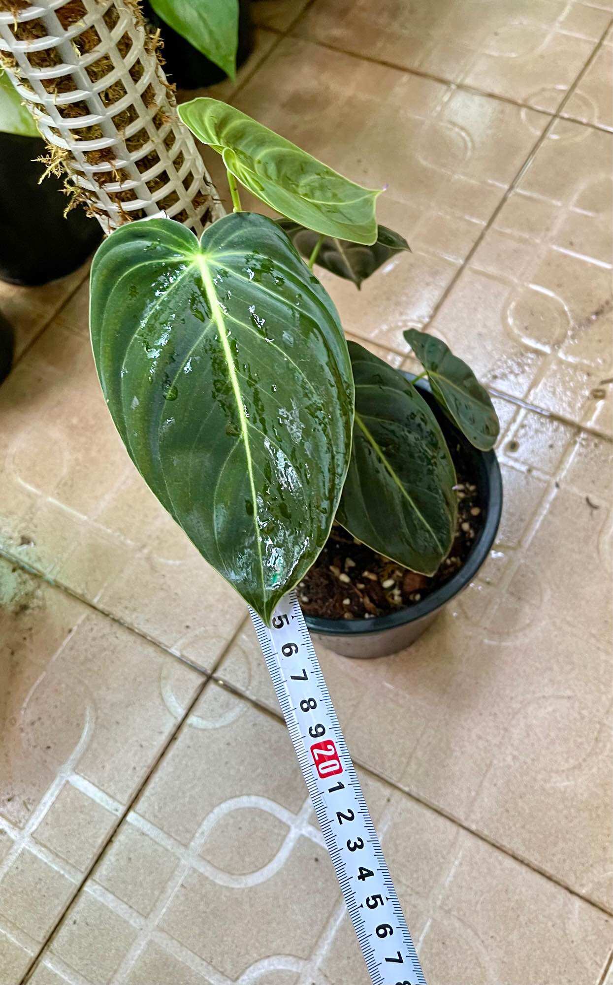 Cây trầu bà philodendron melano chậu cứng