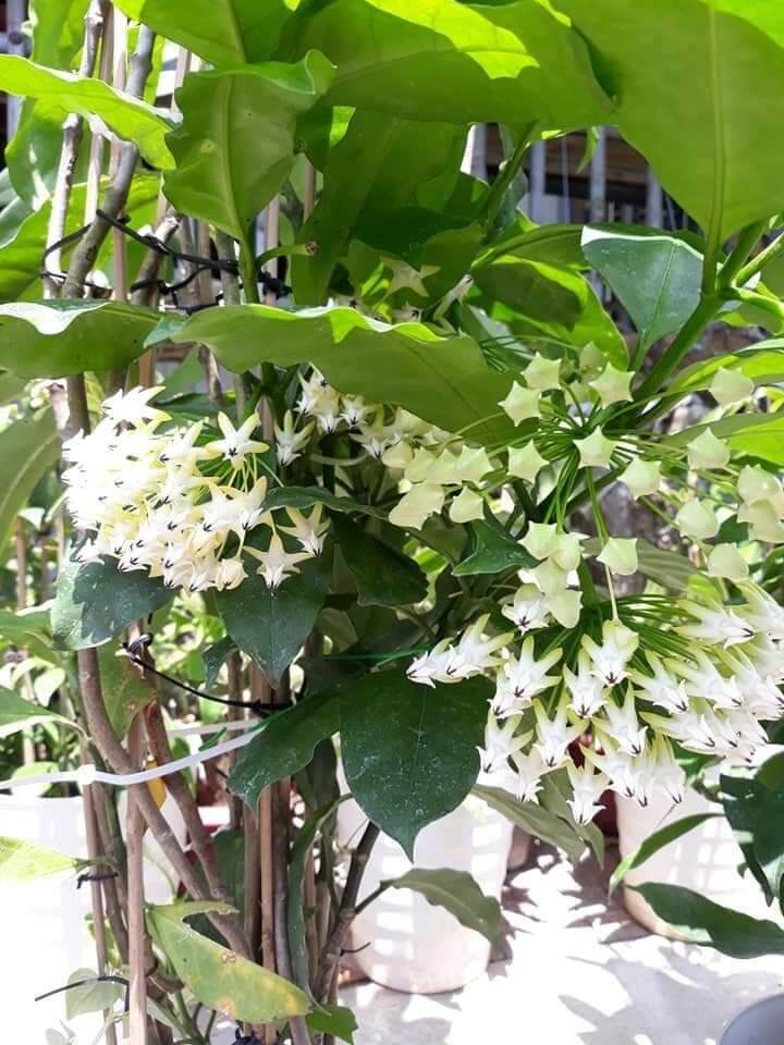 Cẩm cù tên lửa Multiflora