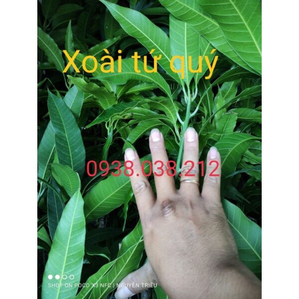 CÂY GIỐNG XOÀI TỨ QUÝ