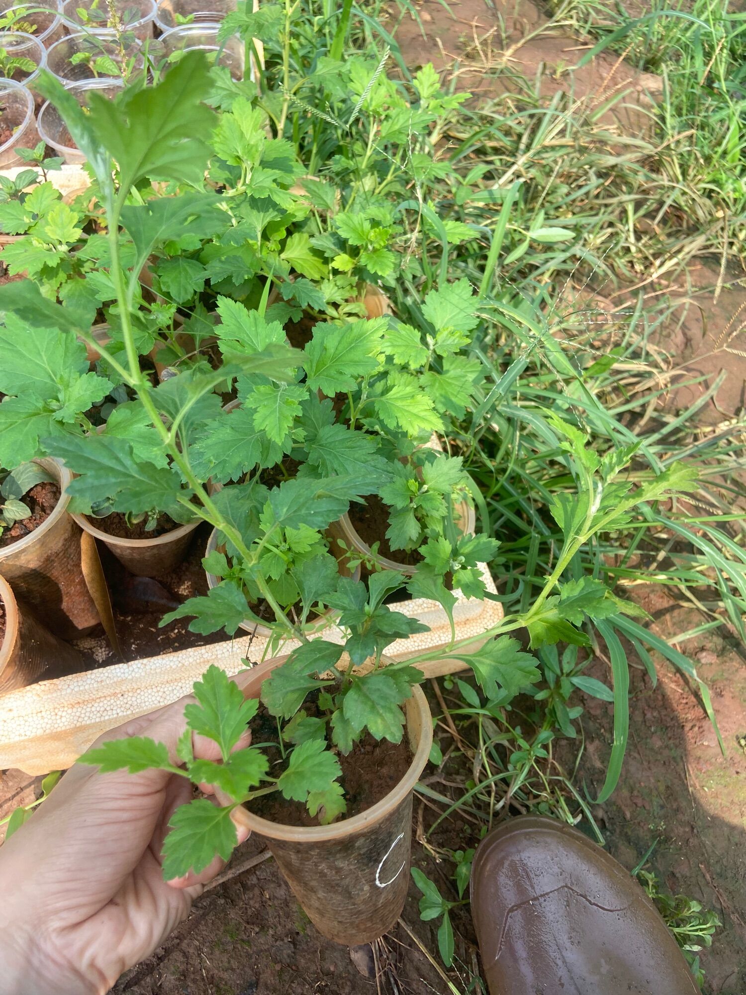 Cây giống cúc làm trà (cúc chi, cúc cổ, cúc kim)