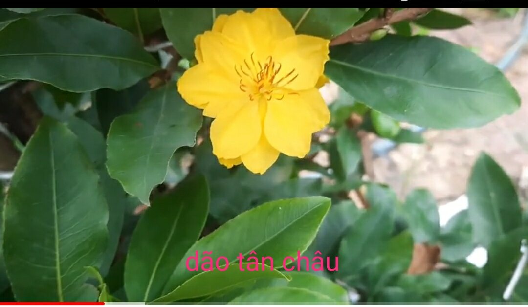 Cây mai ghép cúc thọ hương,giảo tân châu ,đại cát đại lộc
