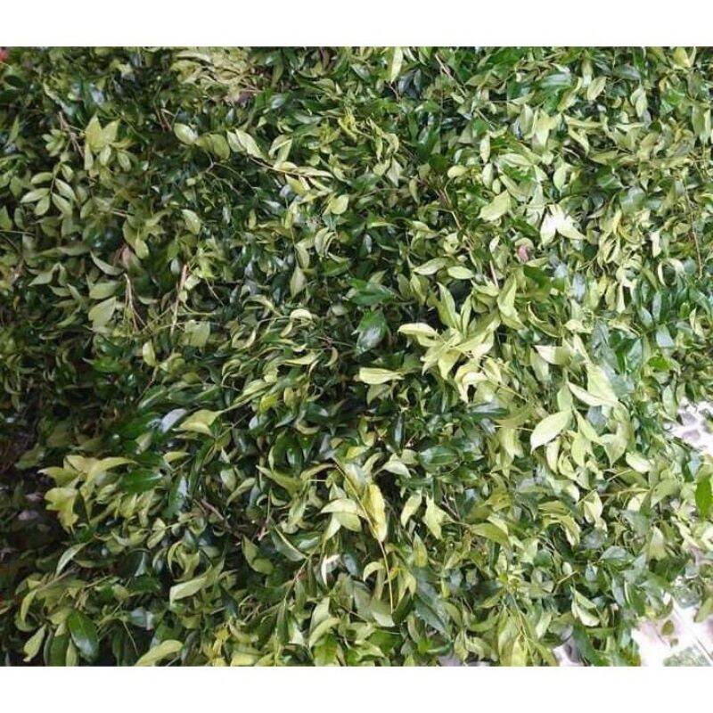 Lá mắc mật tươi 25k 500g
