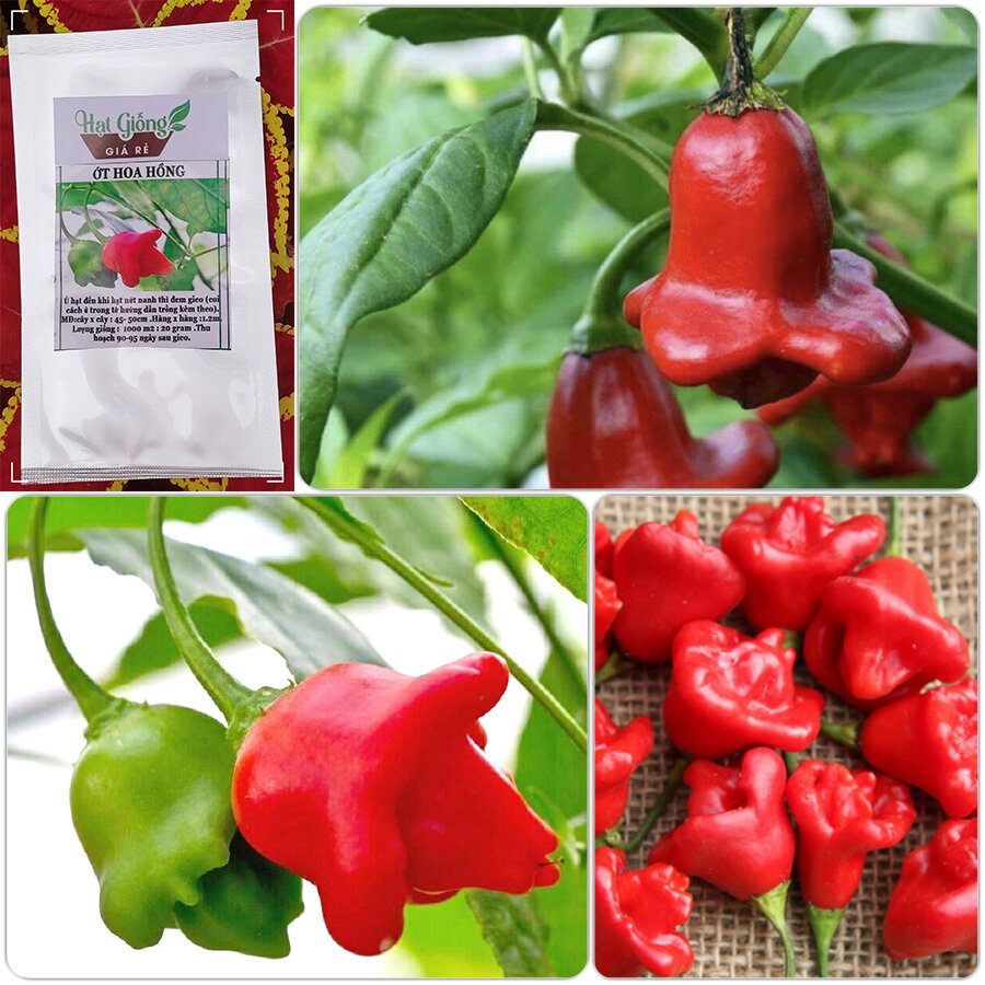 Hạt Ớt hoa hồng 5 Hạt  giống  chuẩn