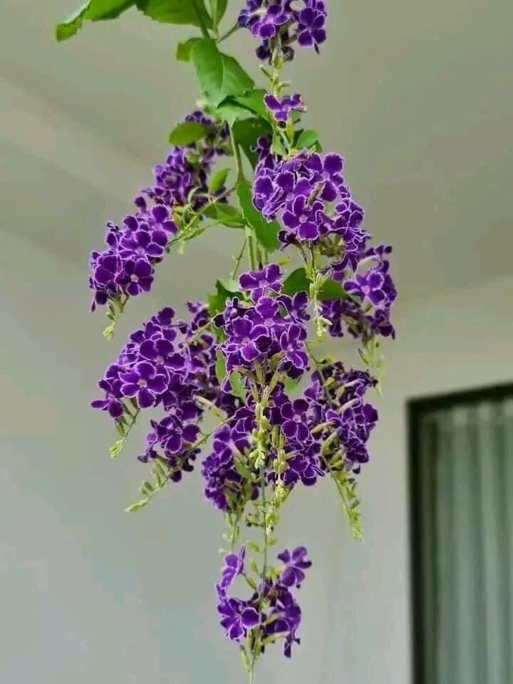 Cây mai chuỗi Ngọc tím