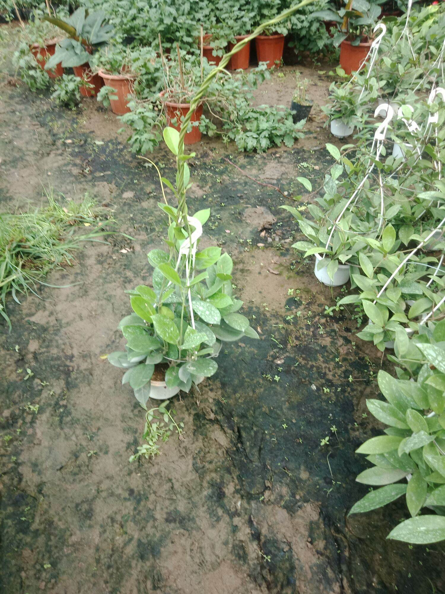 chậu hoa cẩm cù