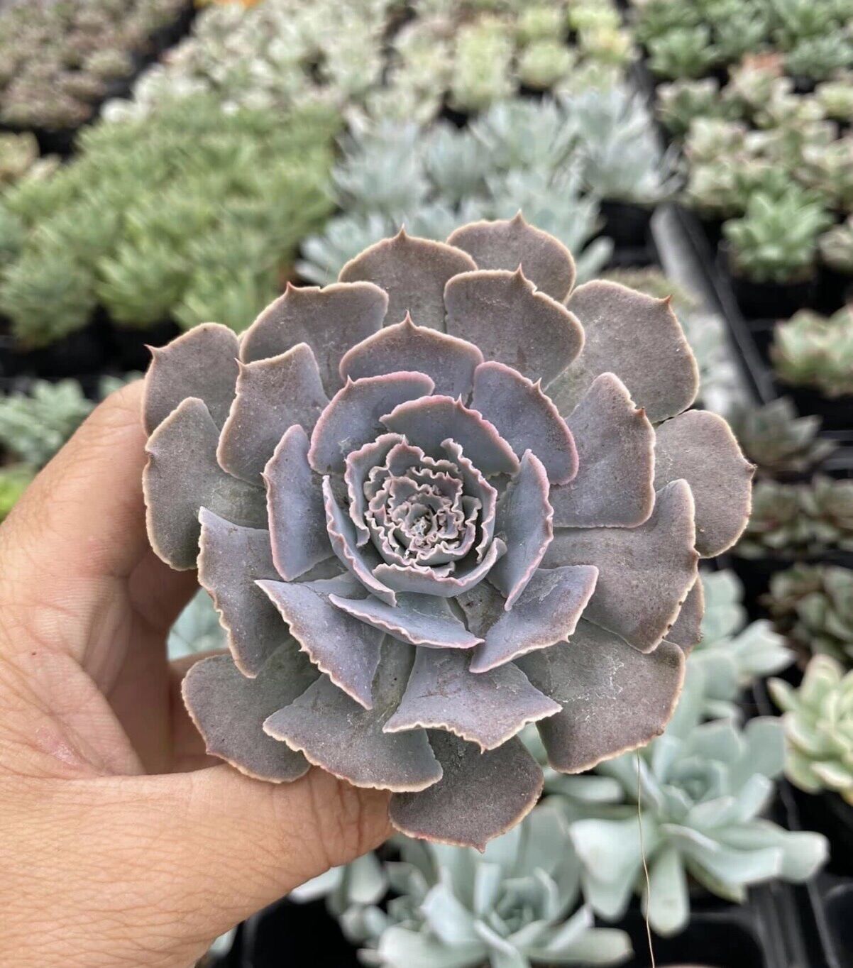 Sen đá bắp cải cute size bầu