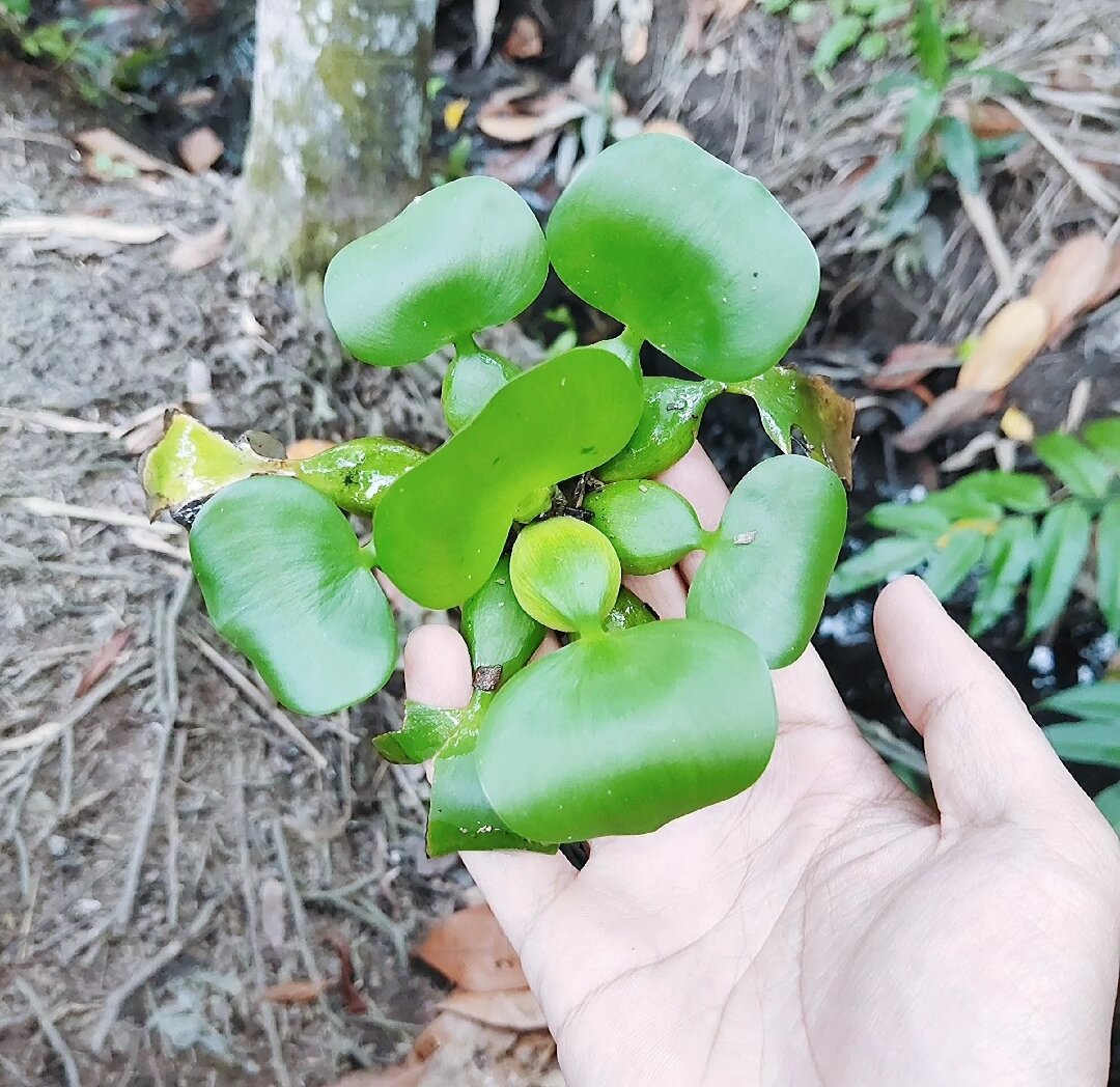 Lục bình mini - cây thủy sinh