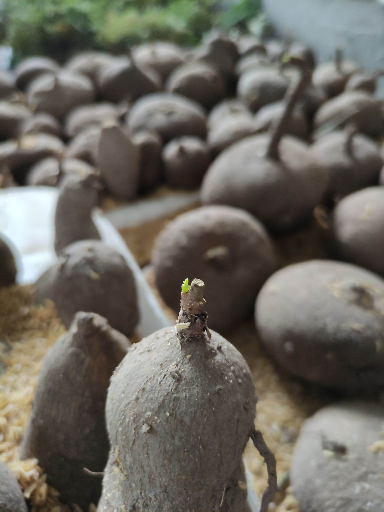 củ bình vôi đang mầm
