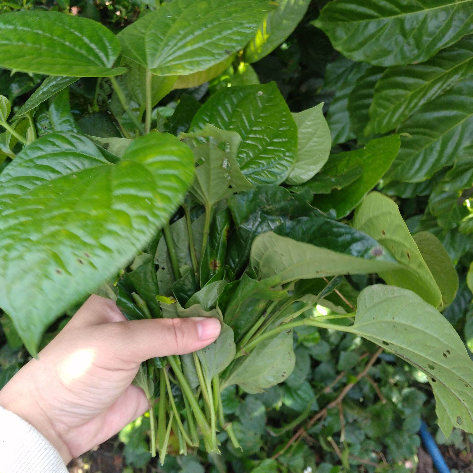 Lá lốt tươi 1 kg
