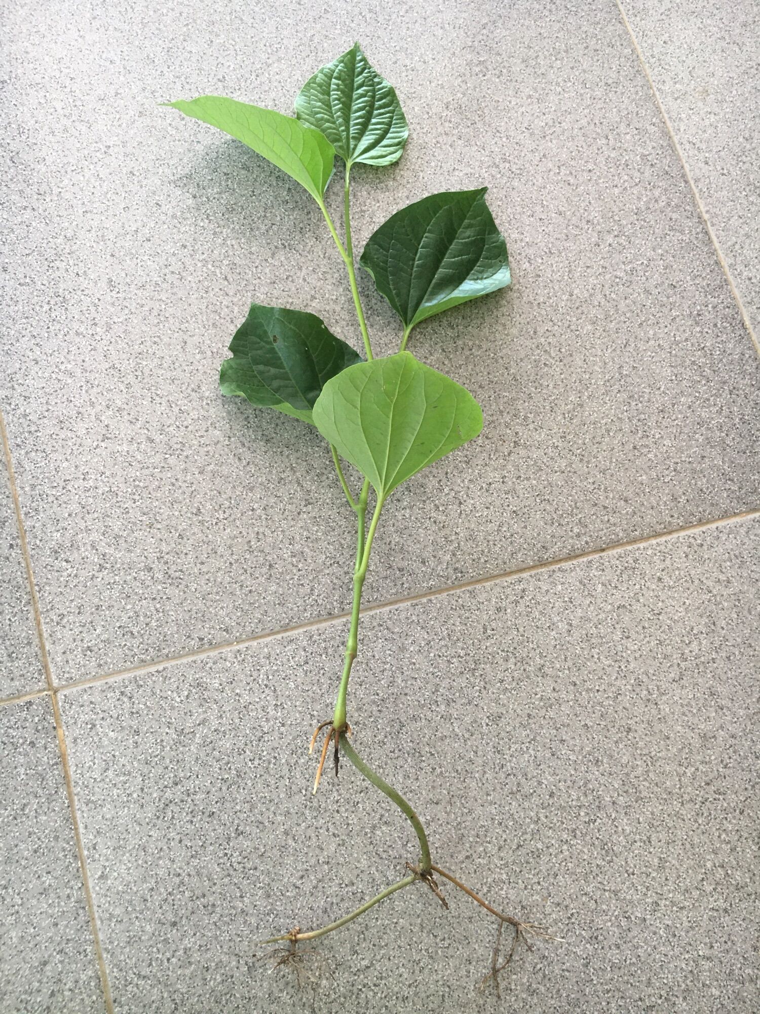 1kg lá lốt tươi lá to