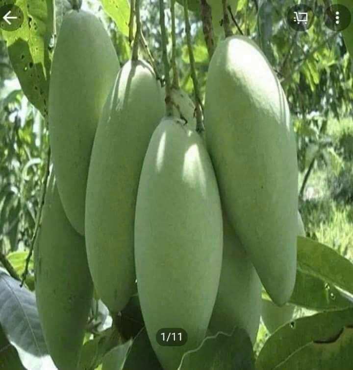 1 cây xoài tượng. xoài xưa