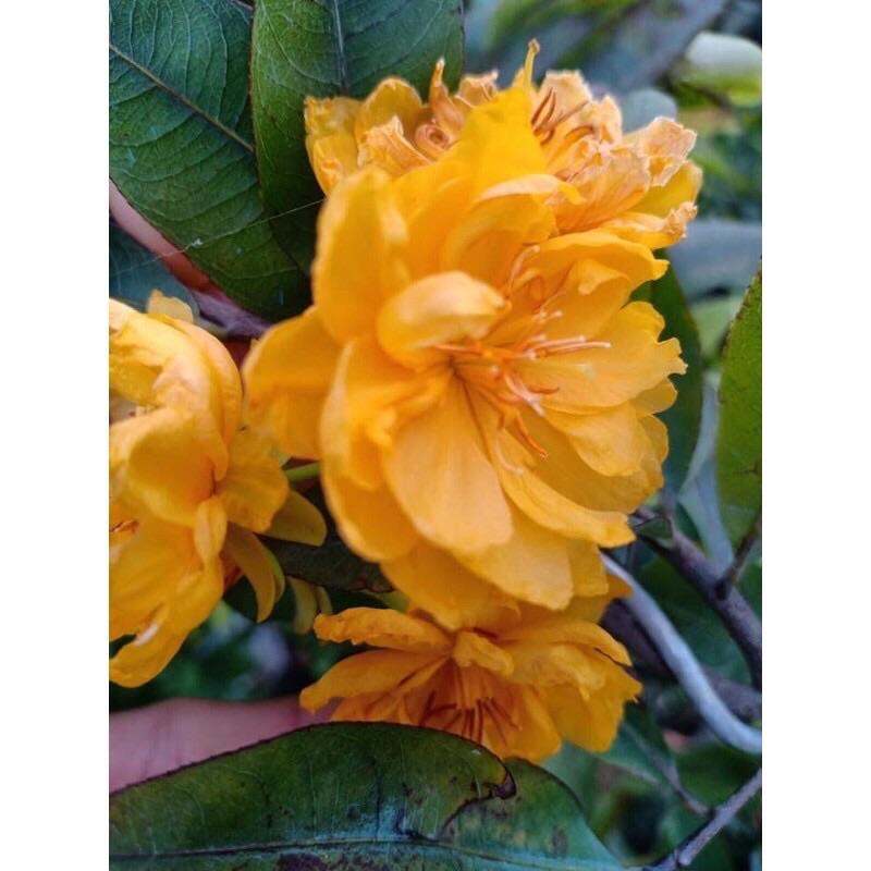 Mai cúc cam (cây mai đột biến hoa màu cam)