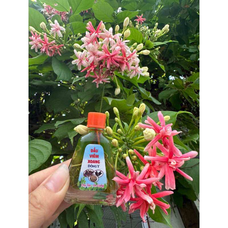 Combo 10c dầu xoang xanh 7ml