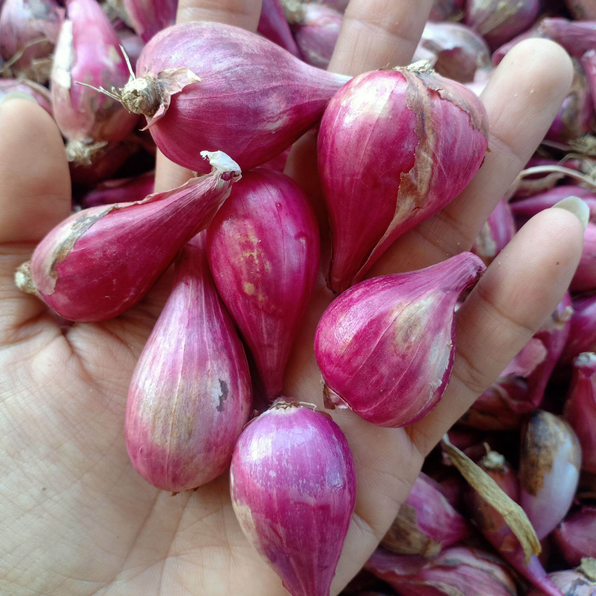 Hành tím Phan Rang trung cồ 1kg