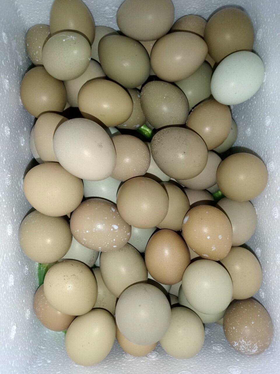 10 Trứng Chim Trĩ đỏ ấp nở con giống