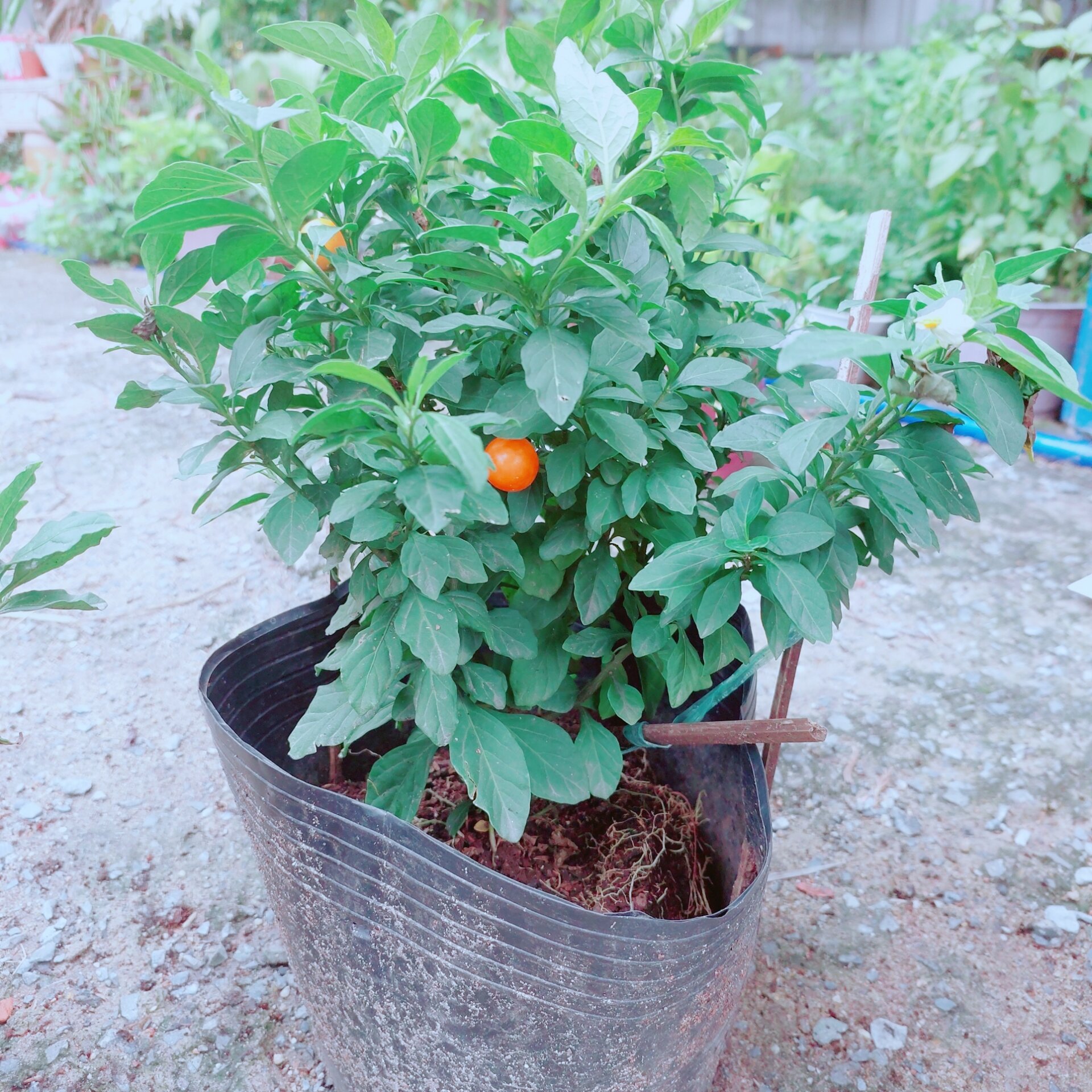 Ớt cherry cho sai trái