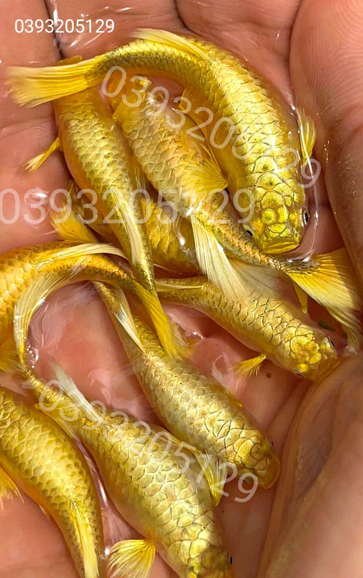 Cá 7 màu (Guppy) Full gold gen full vảy - MixASale