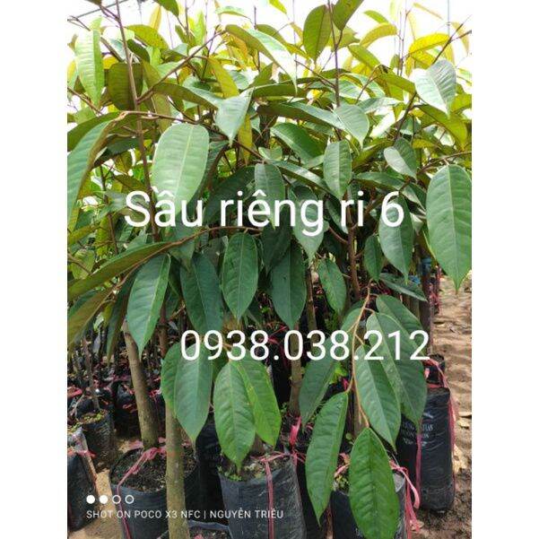 CÂY GIỐNG SẦU RIÊNG RI 6 ( CHUẨN F1)