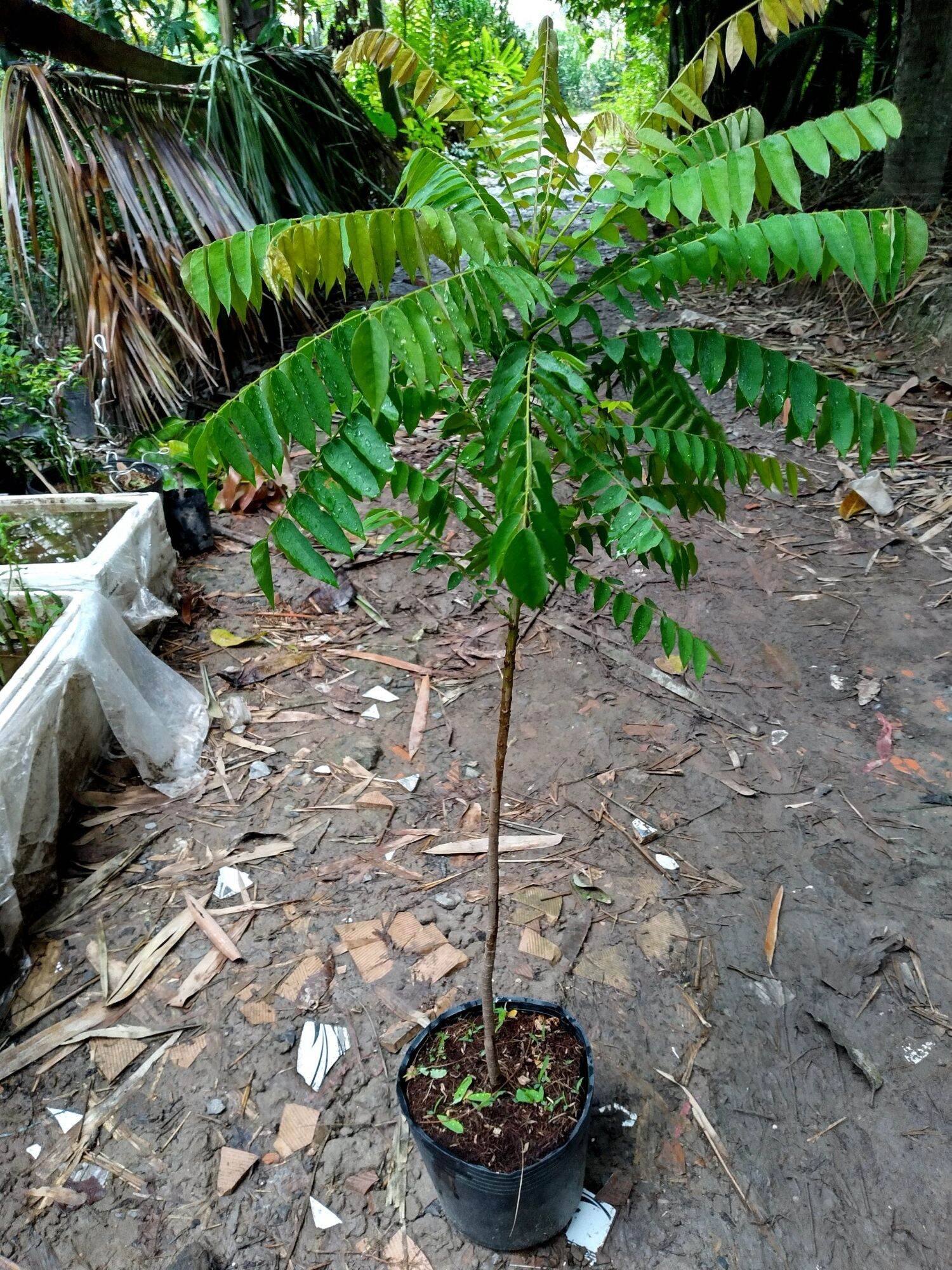 Cây Khế Tàu - Khế Tây (cao trên 60cm)