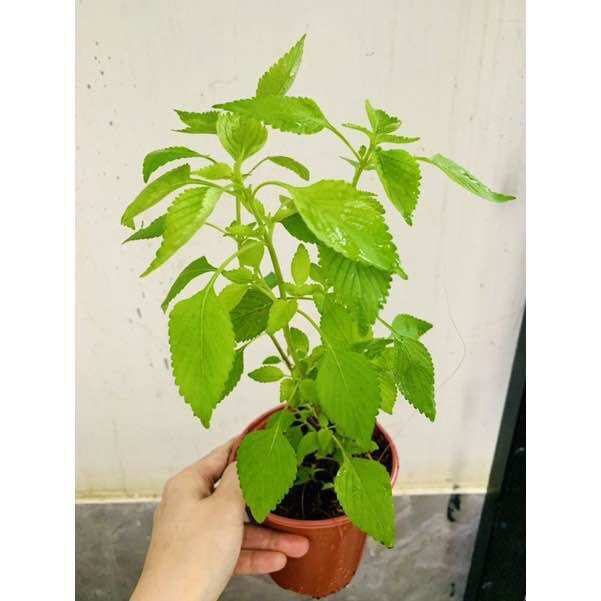 Chậu giống rau kinh giới