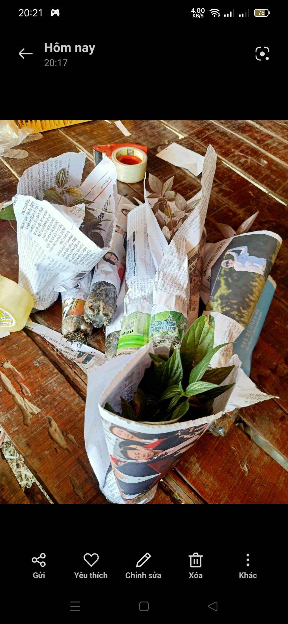 Bầu Cây Bọ Mắm / Cây Thuốc Dòi Bầu từ 3 cây trở lên