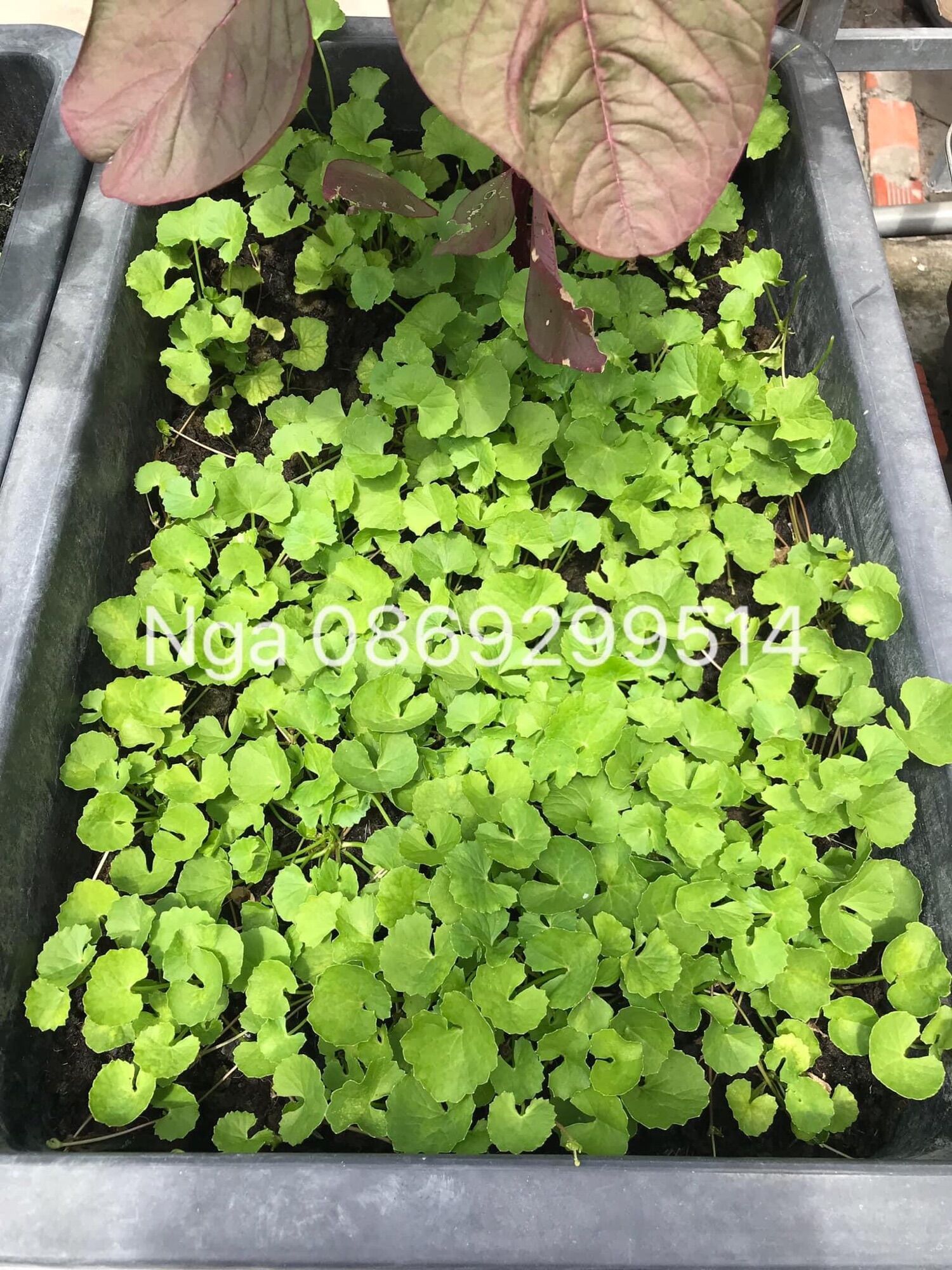 1 gram hạt giống rau má lá nhỏ dễ trồng