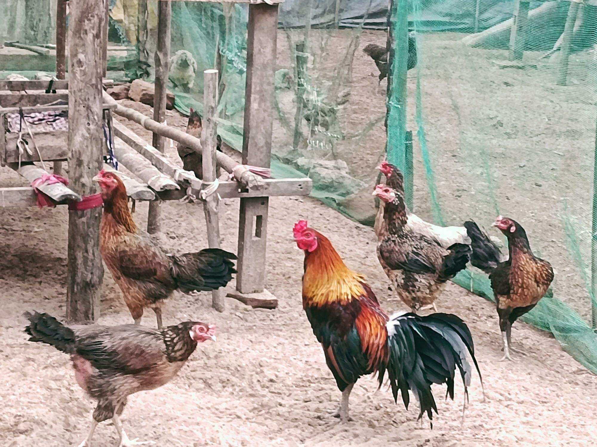 10 TRỨNG GÀ NÒI LAI ẤP NỞ. ẢNH CHÍNH CHỦ SHOP. BAO CỒ TỪNG TRỨNG CHO KHÁCH.