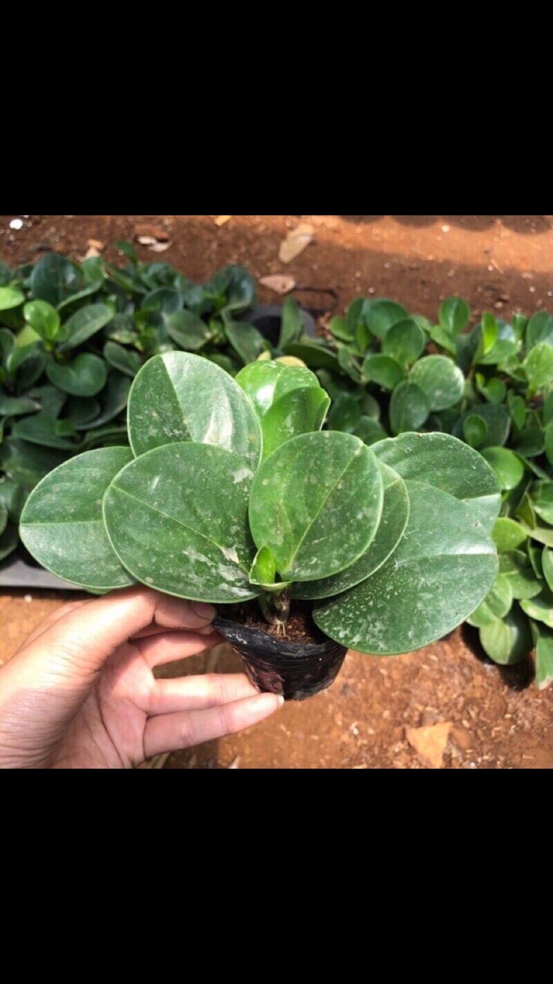 Cây trường sinh lá xanh