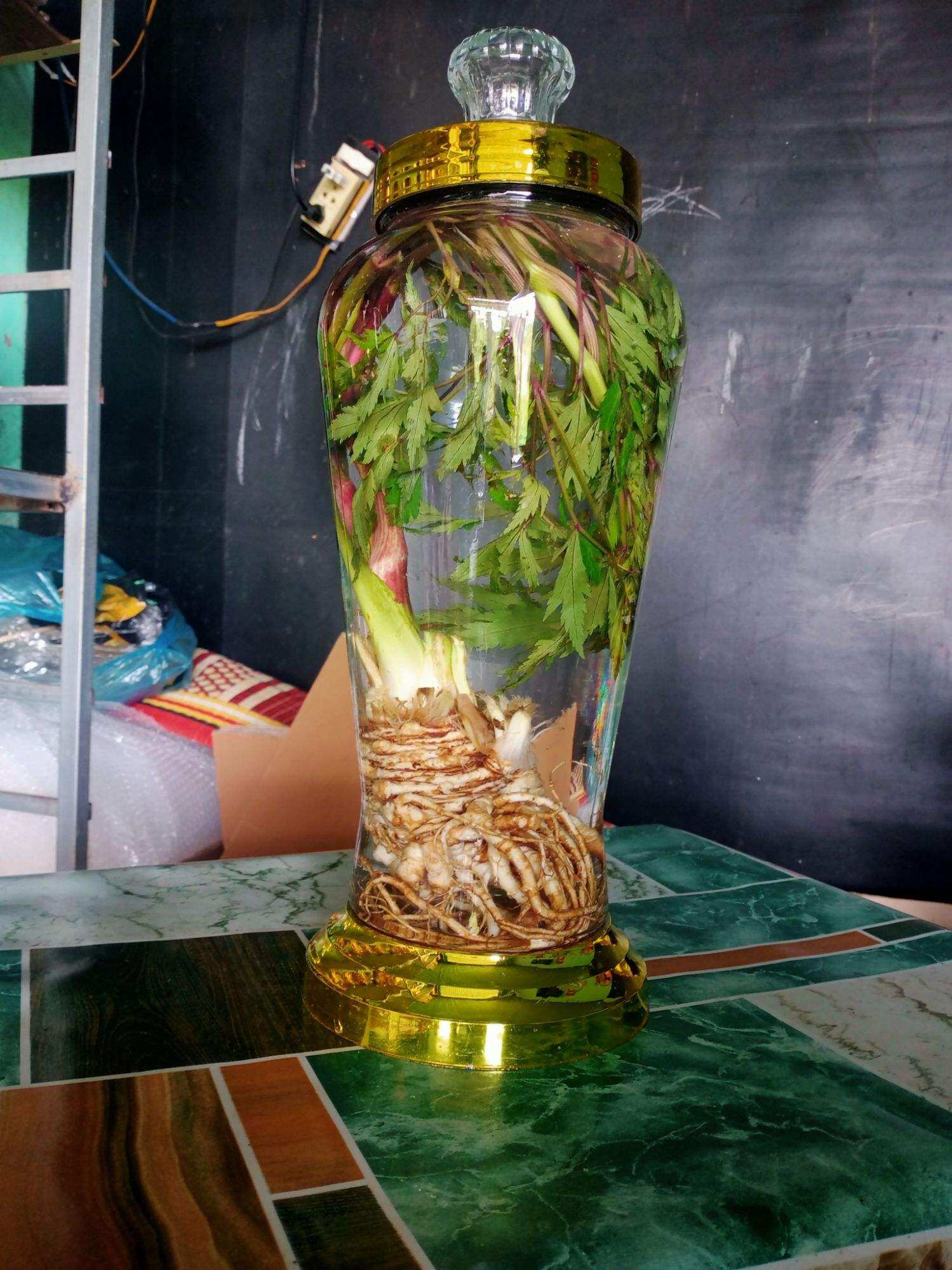 rượu sâm đương quy tươi bình 5 lít