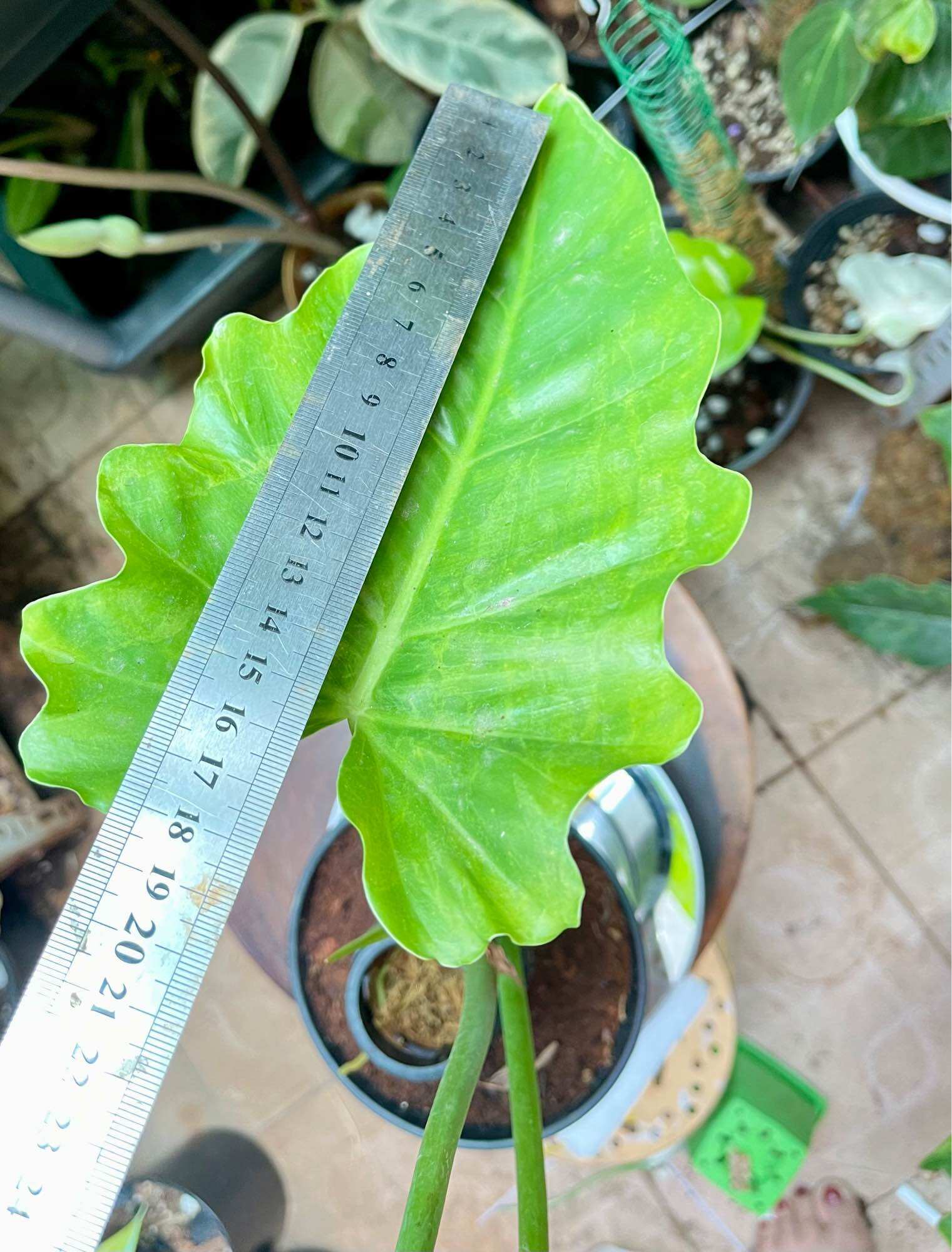 Trầu bà subin cây nguyên chậu
