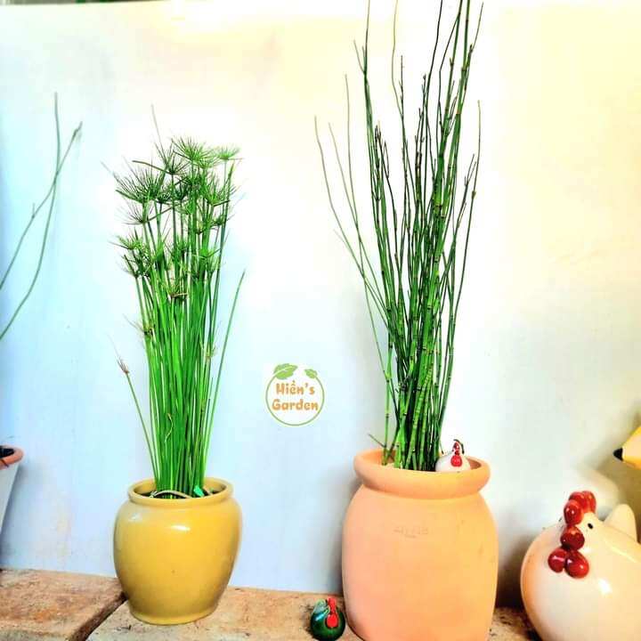 Thiền trúc ko lá
