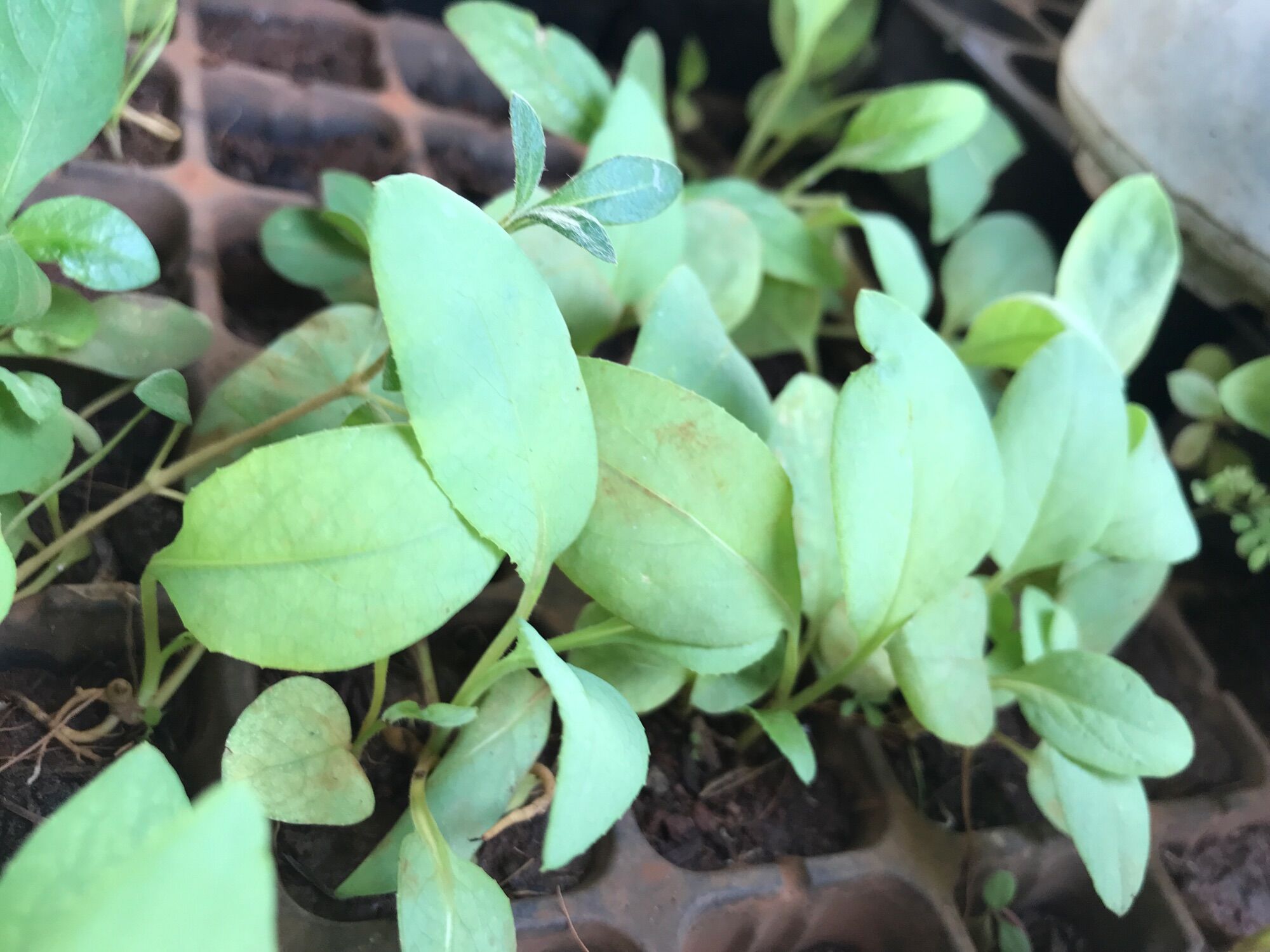Hạt giống Bồ Công Anh lá to