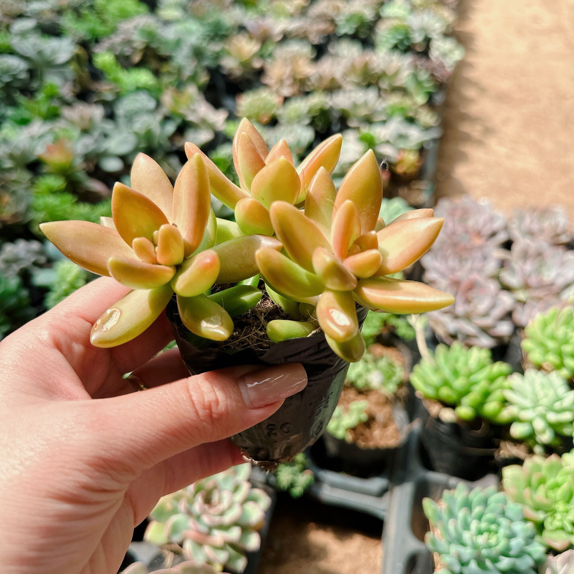 Sen đá đá cam size bầu 3-5 cm xuất vườn đà Lạt