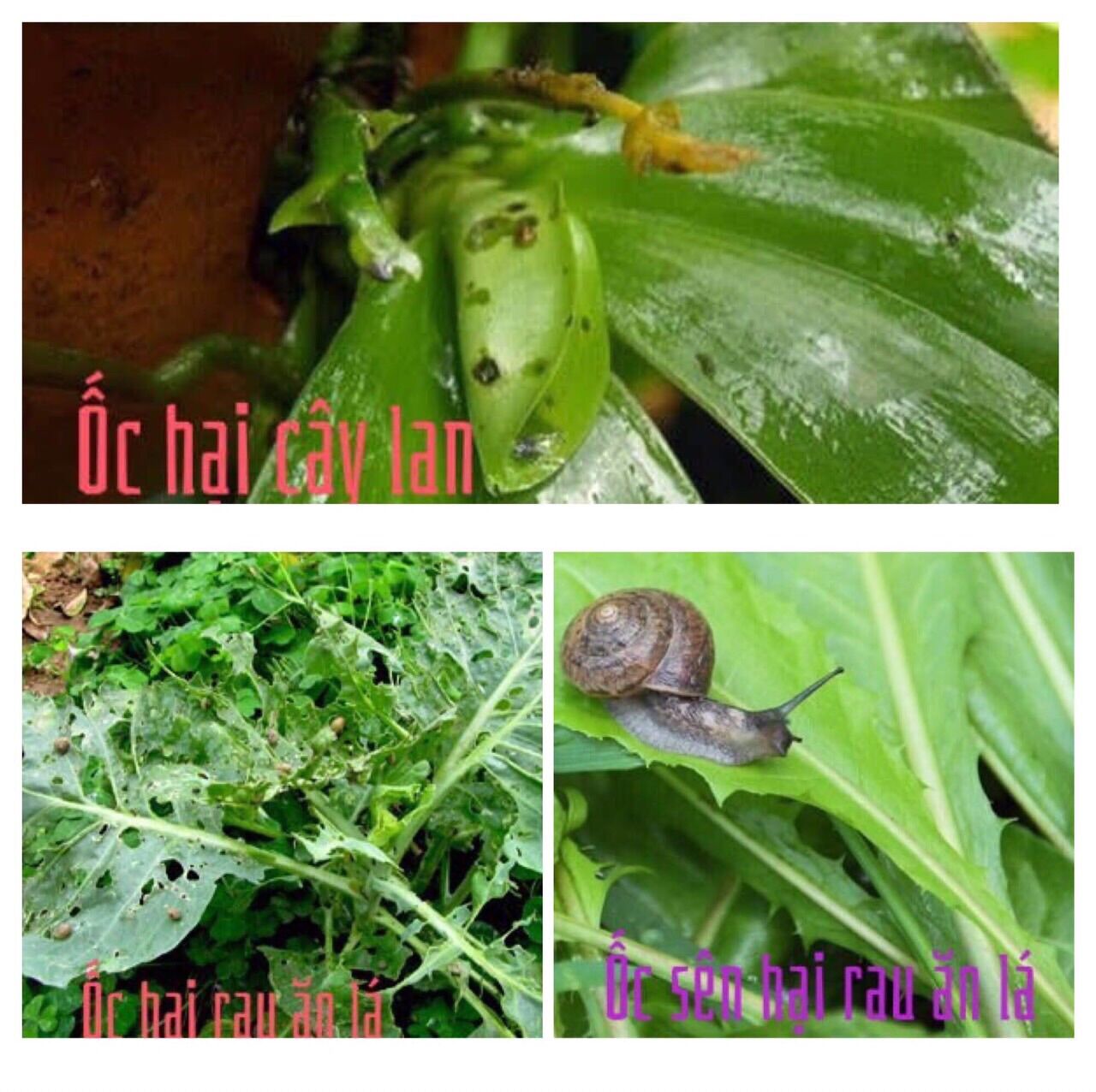Bả diệt Ốc Sên, Ốc Ma, Ốc Sên Trần, Bươu Vàng lớn và nhỏ Hại Cây Trồng an toàn con người, cá, cây trồng và Vật Nuôi