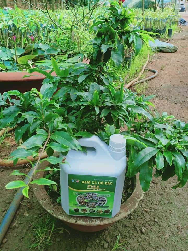 phân bón đạm cá cô đặc sbc gấp 8 lần phân cá thường