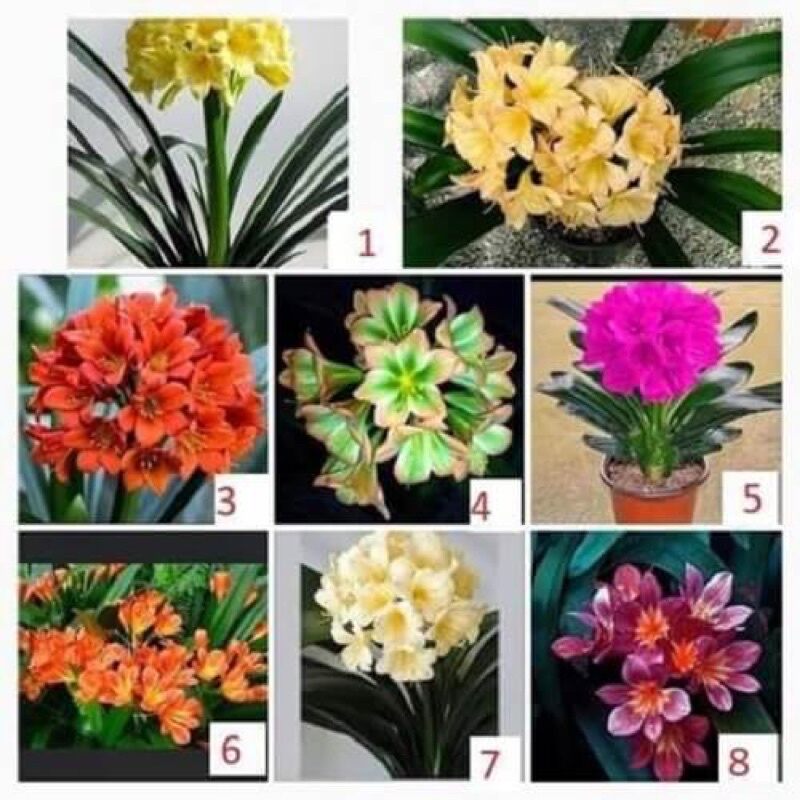 CỦ LAN quân tử (8 củ tám màu tặng kèm phân bón)