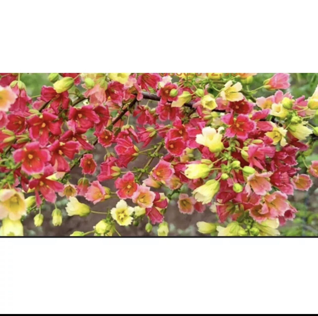 Cây giống hoa đế vương (1bầu cây)