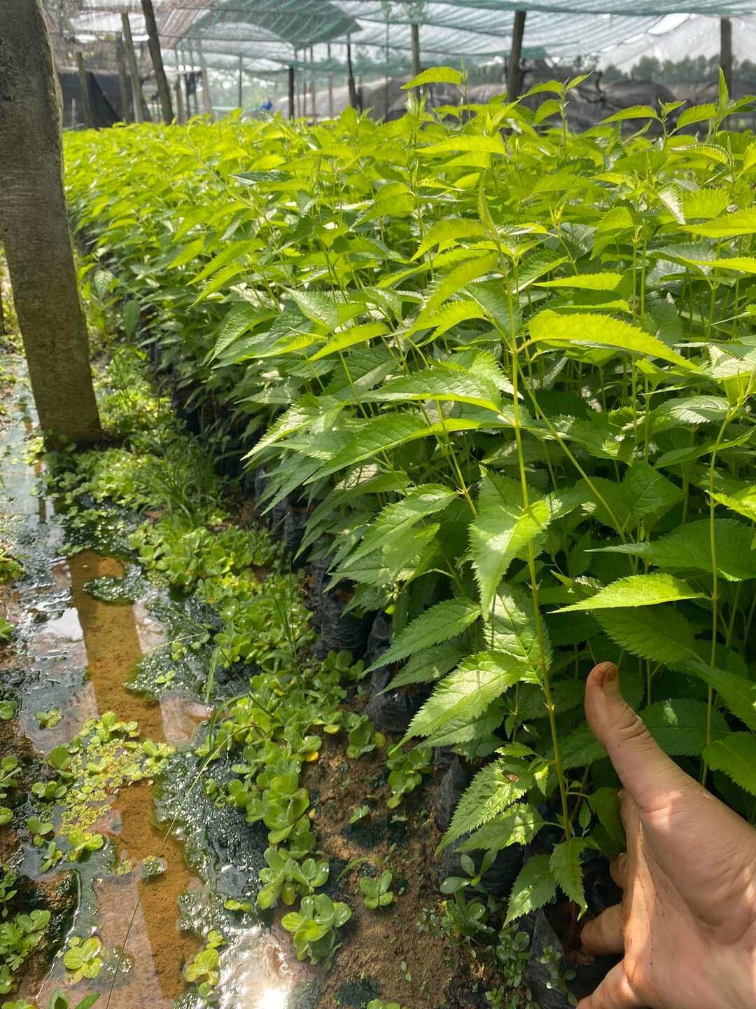 Cây giống Mai Anh Đào
