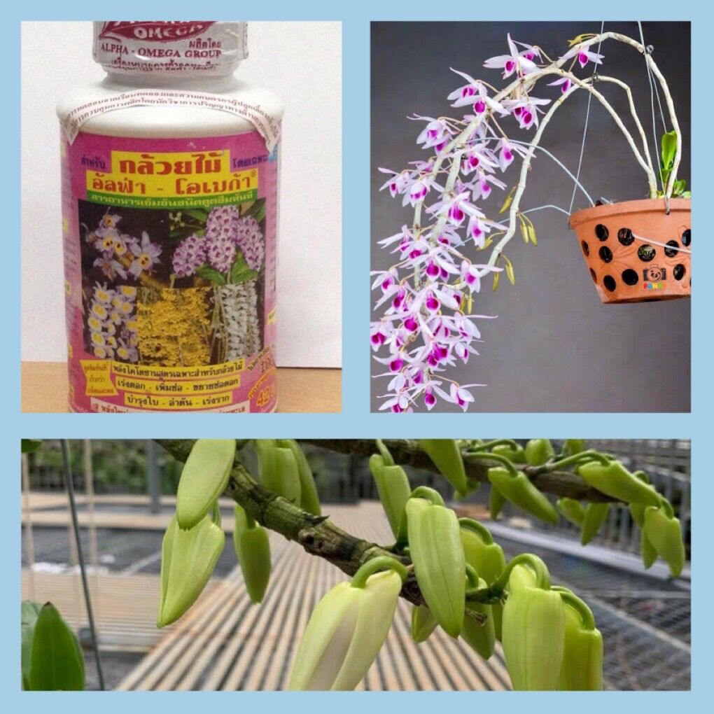 Kích hoa phong lan