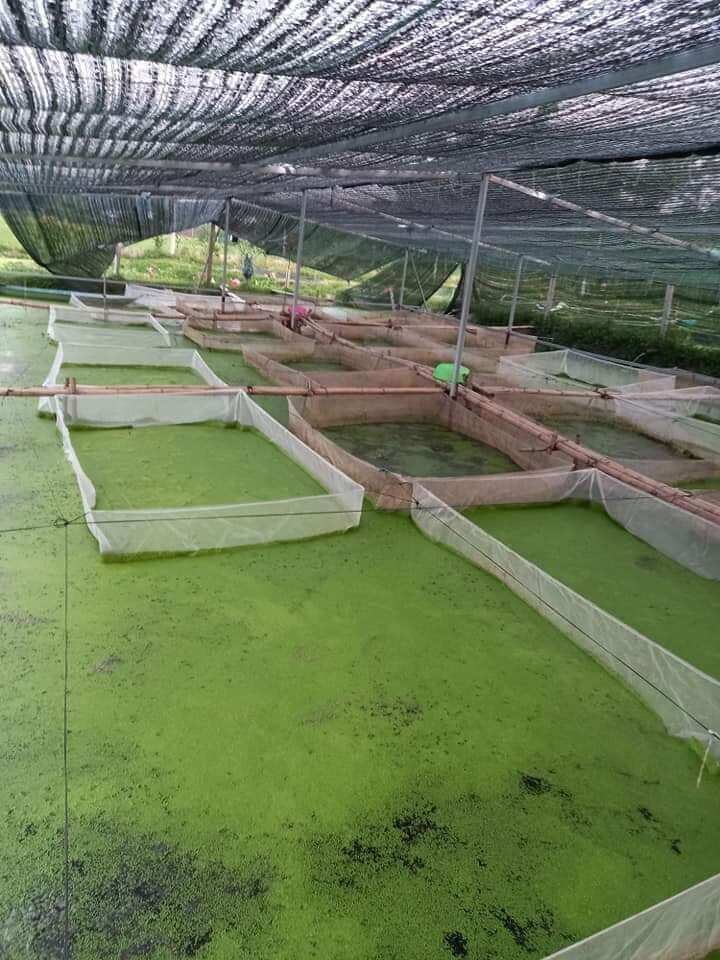 Tráng lồng vèo ươm ốc mới nở 3x2x1 ( loại 2li )