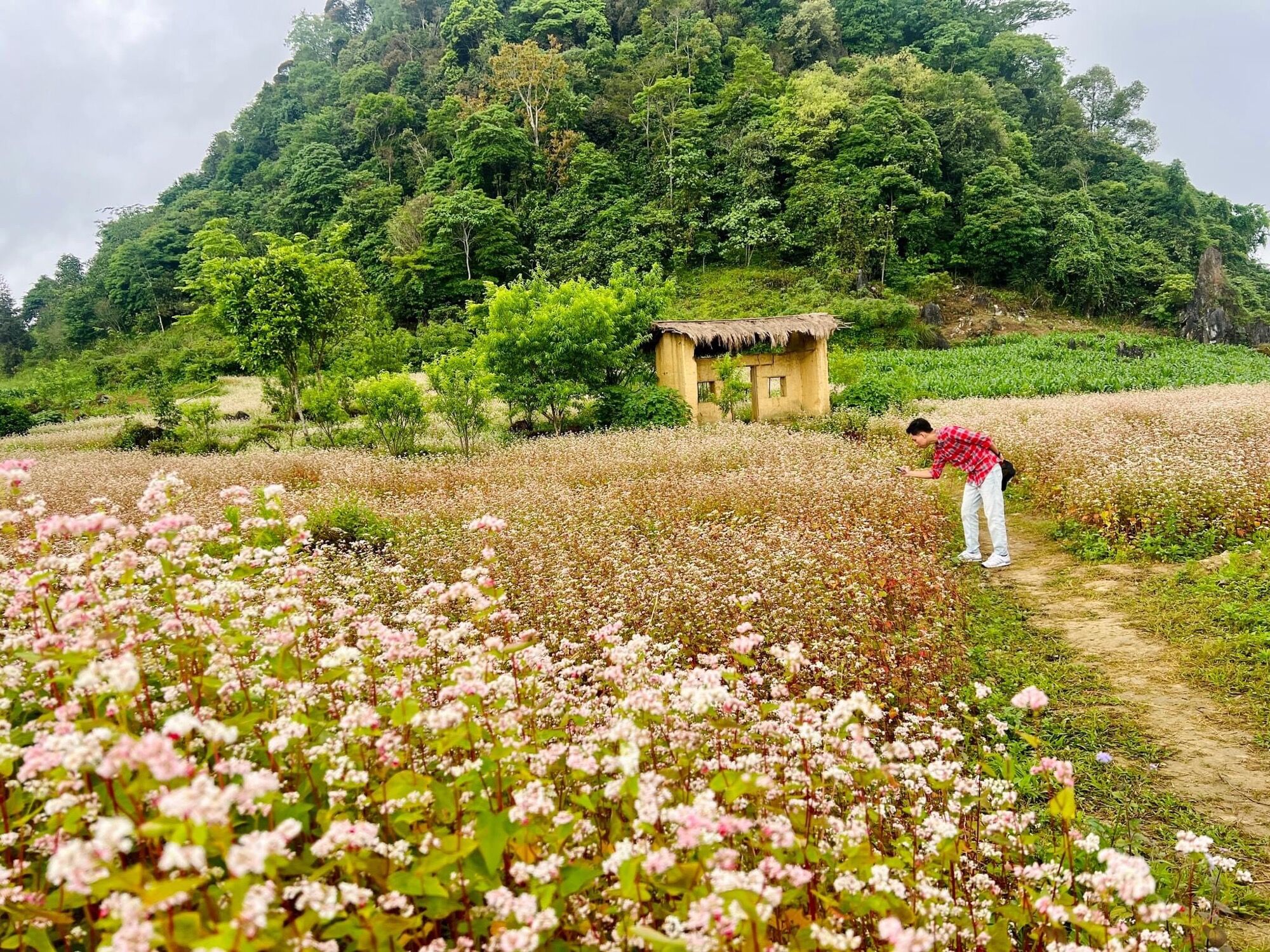 Hạt giống hoa tam giác mạch
