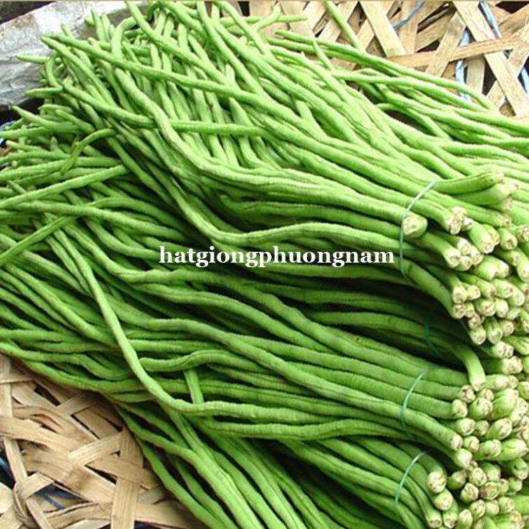 Hạt giống đậu đũa cao sản