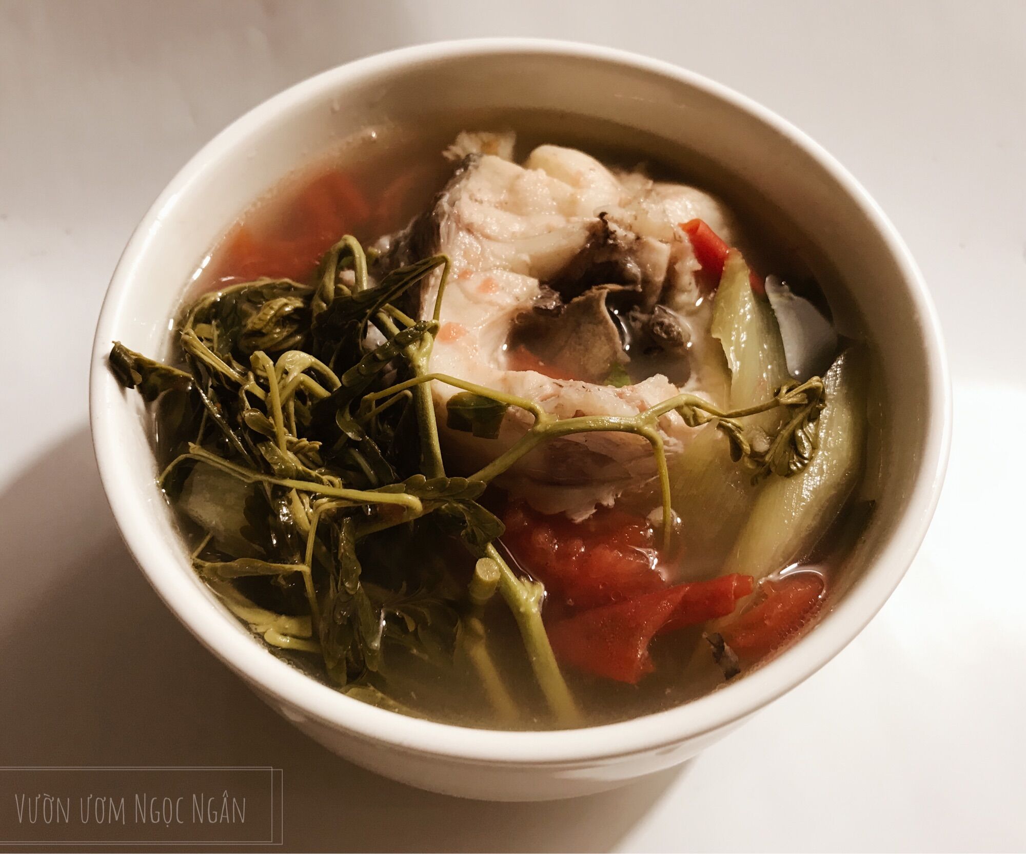 200 hạt giống cây Rau nhút đỏ